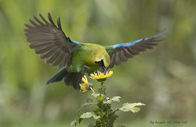 Blue-winged leafbird
