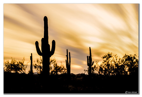 arizona cacti cactus clouds cloudy desert estrellla fineart goodyeararizona kenmickelphotography landscape landscapedesert longexposure longexposurephotography misc outdoors plants saguaro sunsets backlighting backlit nature photography goodyear unitedstates us