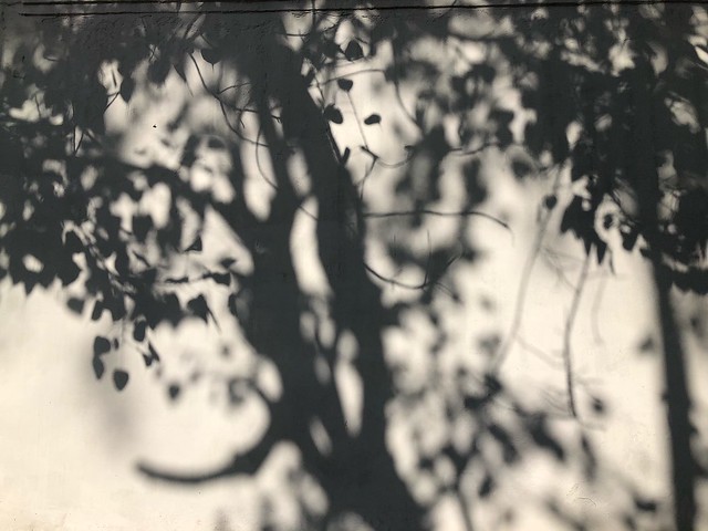 City Hangout - Watching Shadow Leaves, Kasturba Gandhi Marg