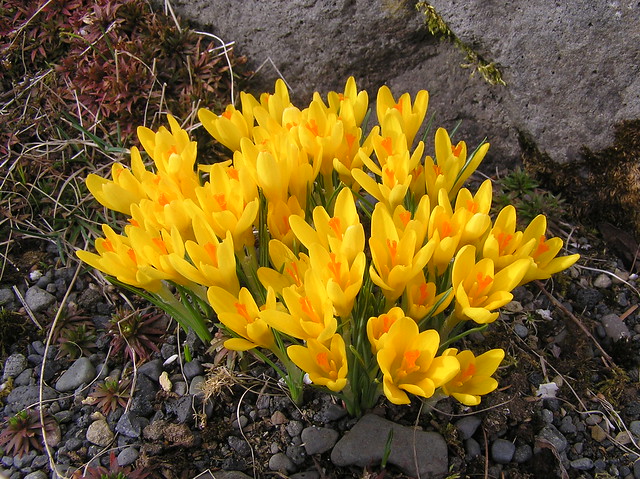 Crocus chrysanthus, Reykjavik Botanical Garden