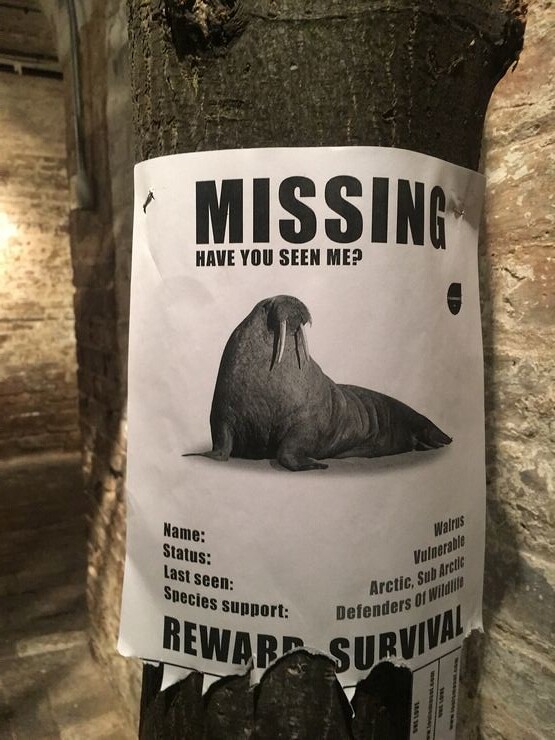 missing: Walrus