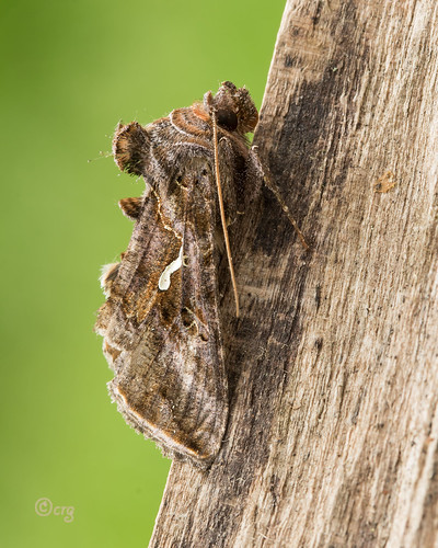 pennsylvania bradfordcounty moth commonlooper autographaprecationis