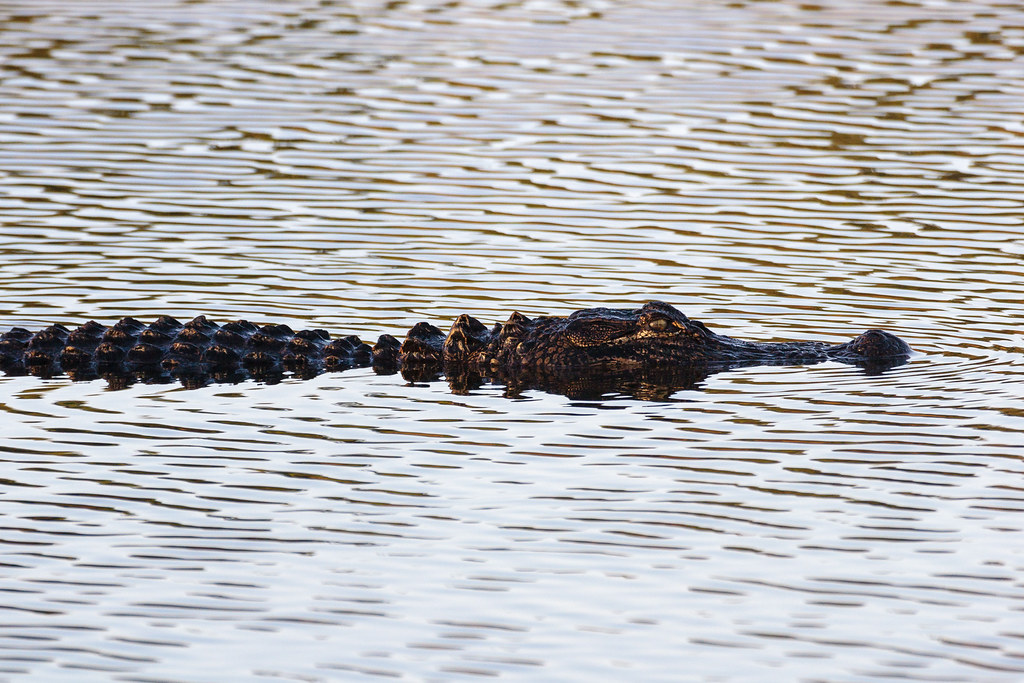 An alligator swims as the sun rises above Huntington Beach State Park in South Carolina