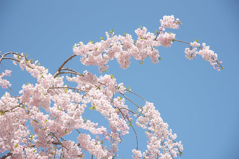 尾久の原公園の桜