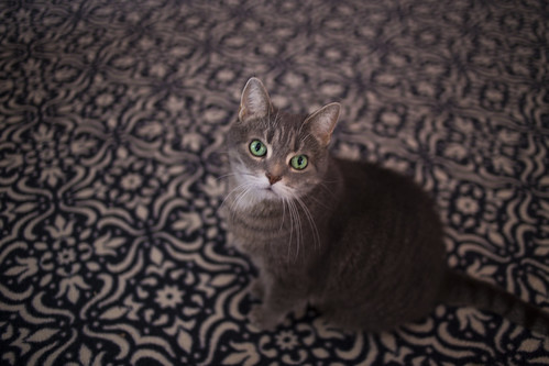 cat on rug-002