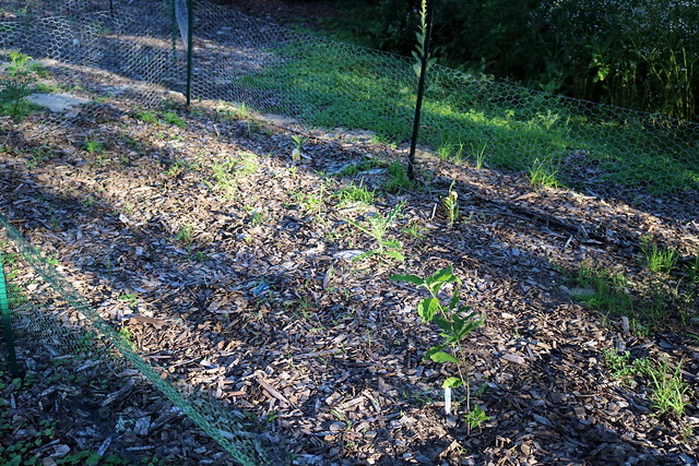 Late-afternoon sun shining on a garden that is mostly woodchips with some small green plants, with a knee-high fence surrounding.