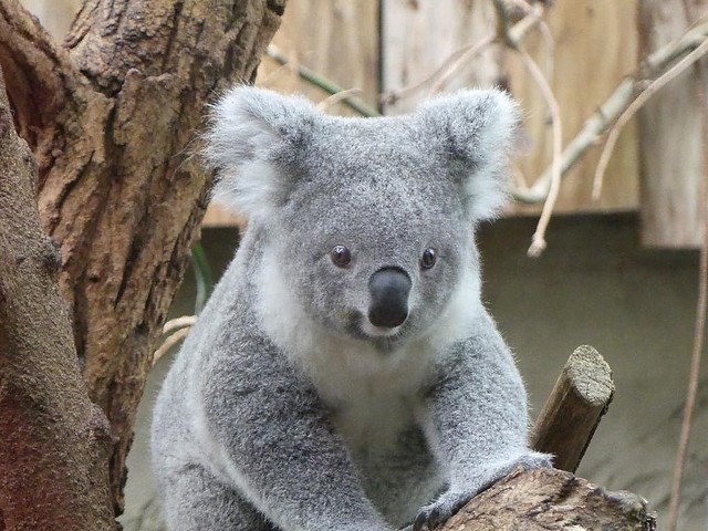 Koala, Zoo Duisburg