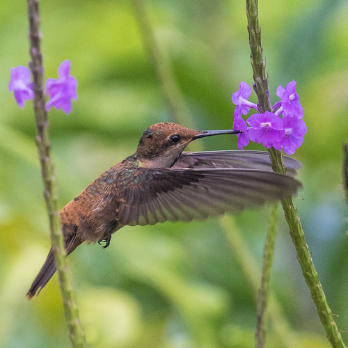 rubytopaz hummingbird bokeh background wild outdoor green eco