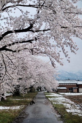 桜の花、舞い上がる道を 2018 2
