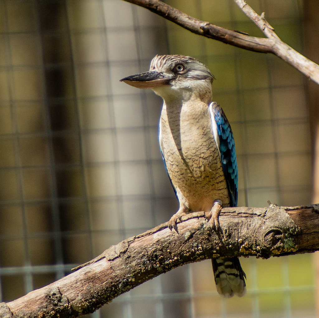 Blue Winged Kookaburra_1