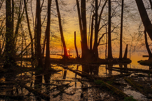 sunrise forest swamp müggelsee köpenick steppenwolf33 water lake