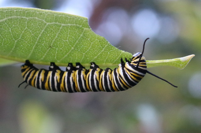 Slightly bigger monarch caterpillar upside-down under a common milkweed leaf.