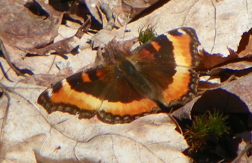 springbutterfly