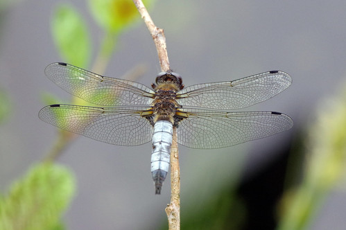 wild wildlife nature woodwaltonfen insect dragonfly scarcechaser libellulafulva