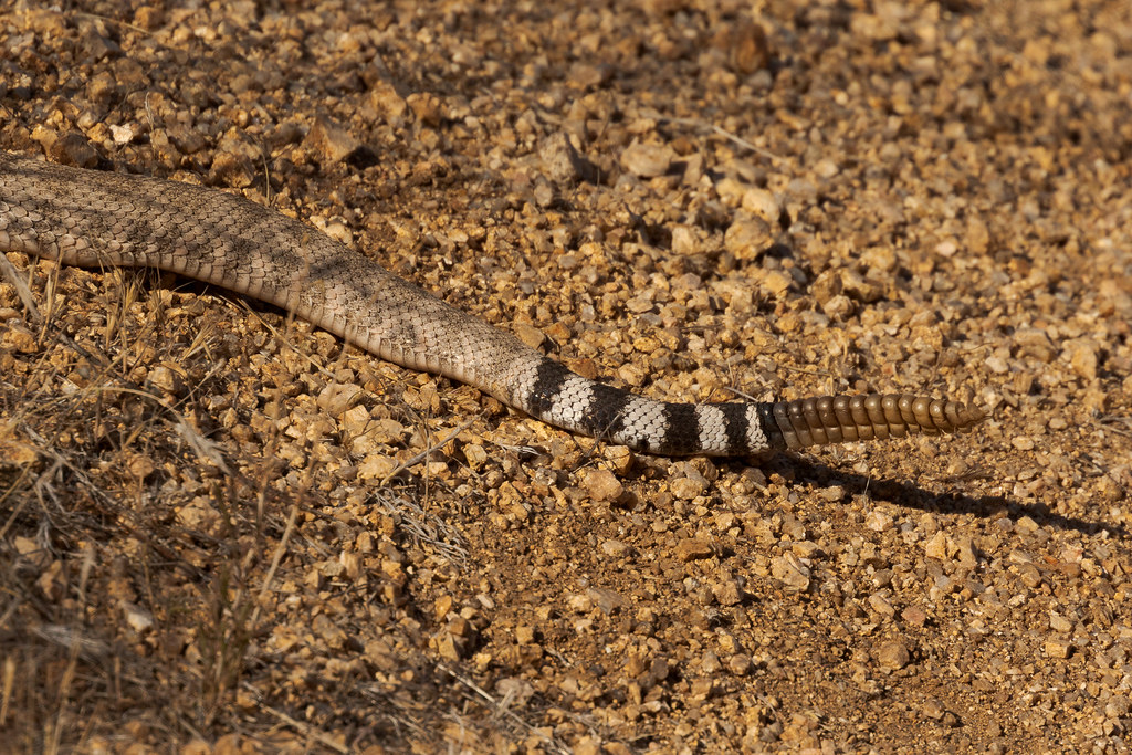 The distinctive tail of a western diamondback rattlesnake