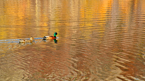 eechillington nikond7500 viewnxi corelpaintshoppro utah bellscanyon hiking nature reflections water impressionistic duck birds