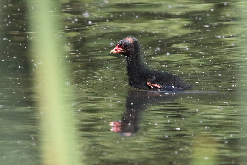 Moorhen Chick