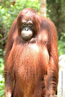 Orangutan Foundation International Krista Indonesia Borneo