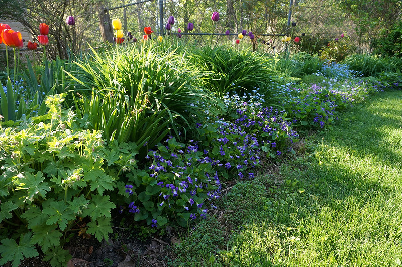garden in May 2018-05