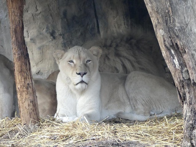 Weißer Löwe, Ouwehands Dierenpark Rhenen