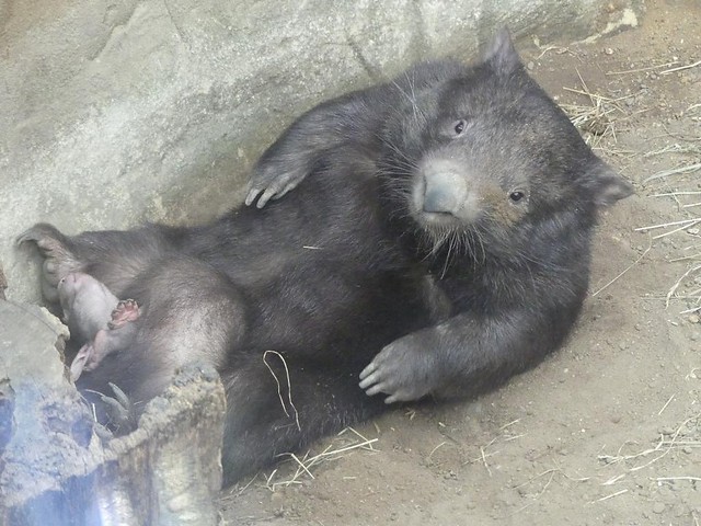 Wombat mit Baby, Zoo Duisburg