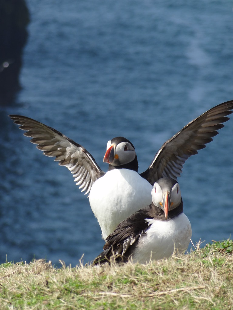 Puffin pair at The Wick, Skomer