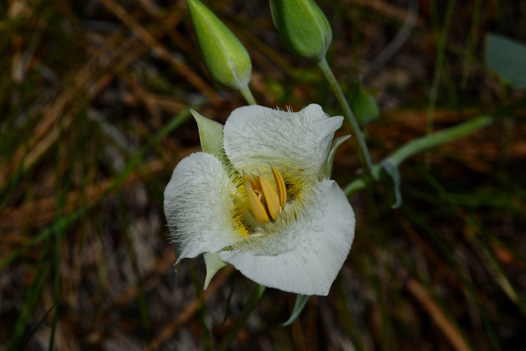 Pointedtip Mariposa Lily
