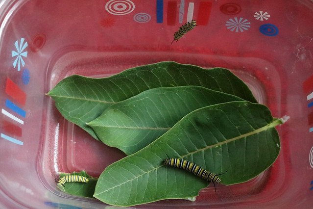 Looking down into a plastic container with three monarch butterfly caterpillars and several large common milkweed leaves.