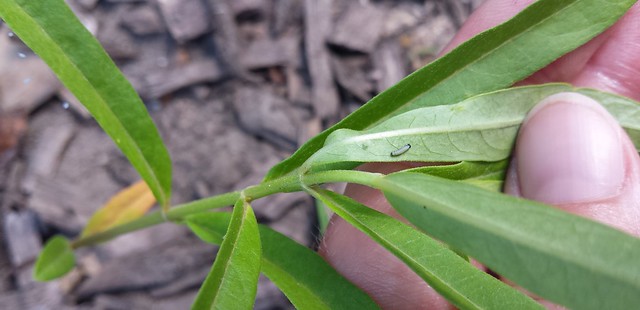 Hand pulling a milkweed to see the underside, with a monarch caterpillar near an egg on one leaf, lacewing eggs on another leaf.