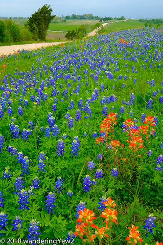 austincounty fujixpro2 texas texaswildflowers bluebonnet flower indianpaintbrush wildflower