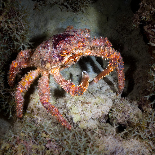 bonaire crab elegancia underwater caribbean scuba diving night reef nauticam