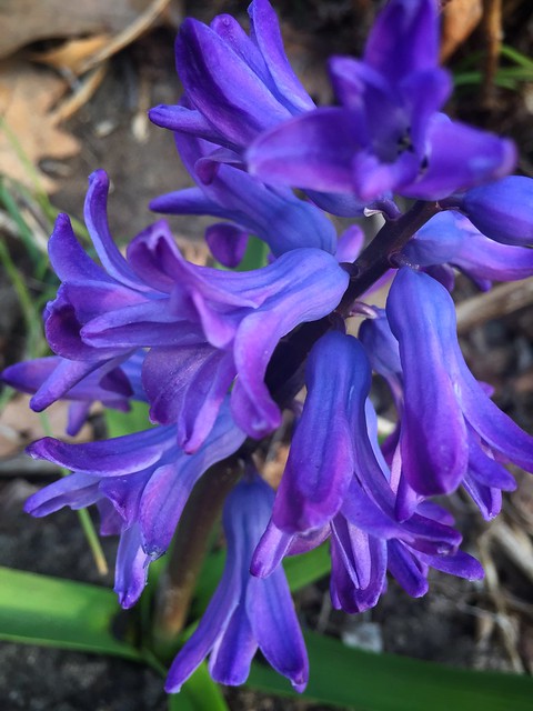 Garden Bloggers' Bloom Day: April 2018