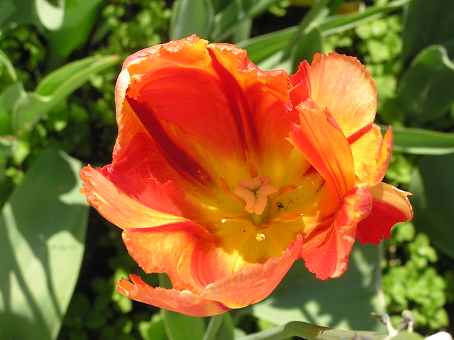 Tulipa cv.