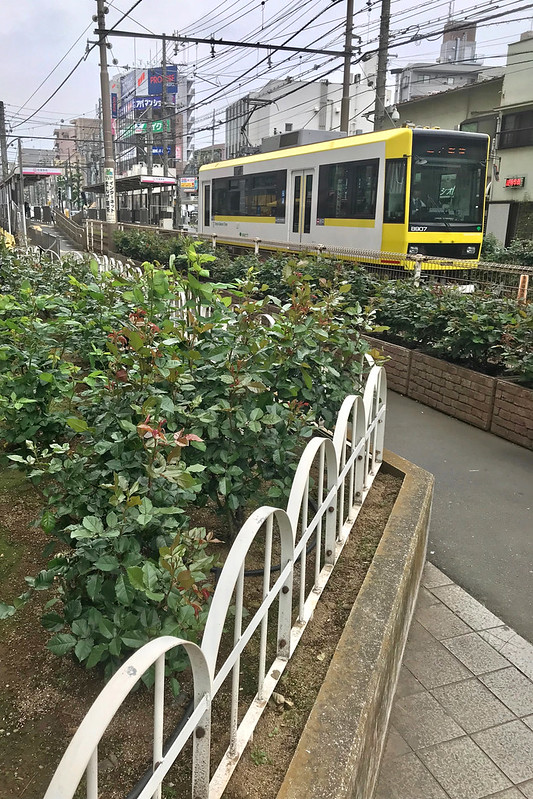 都電荒川線（東京さくらトラム） 町屋駅前のバラ