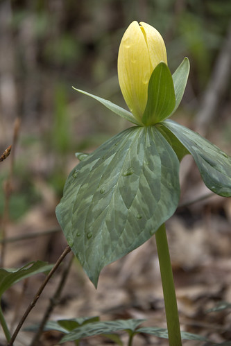 Trillim luteum, Standing Stone State Park, Overton County, Tennessee