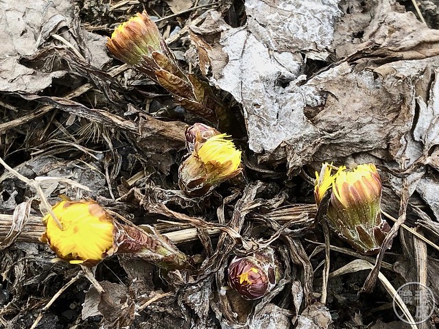 Flowers sprouting up in the park