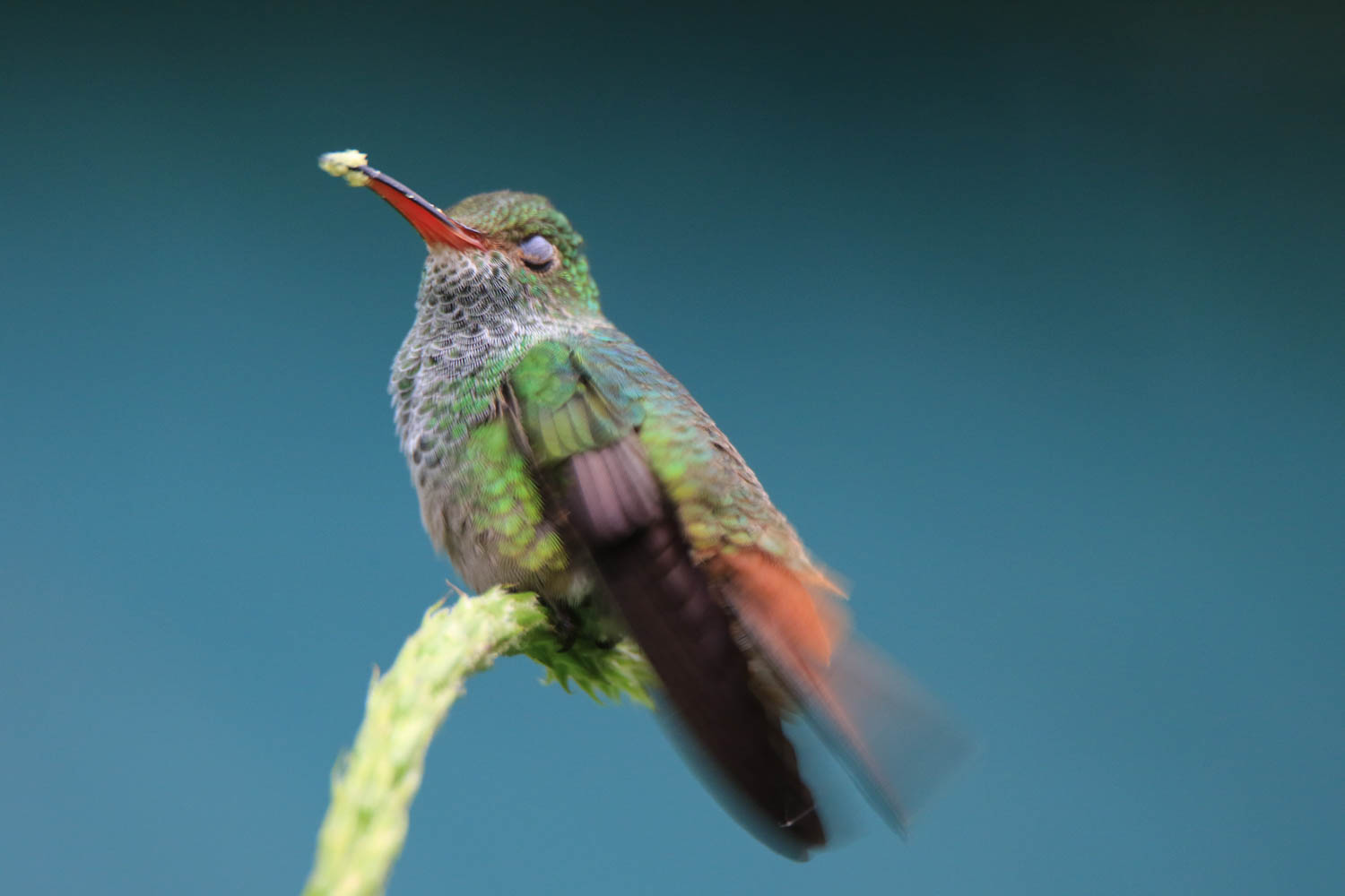 Rufous-Tailed Hummingbird 2
