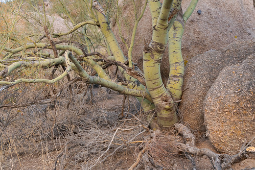 paloverde tree pinnaclepeakpark scottsdale arizona desert sonorandesert foothillpaloverde