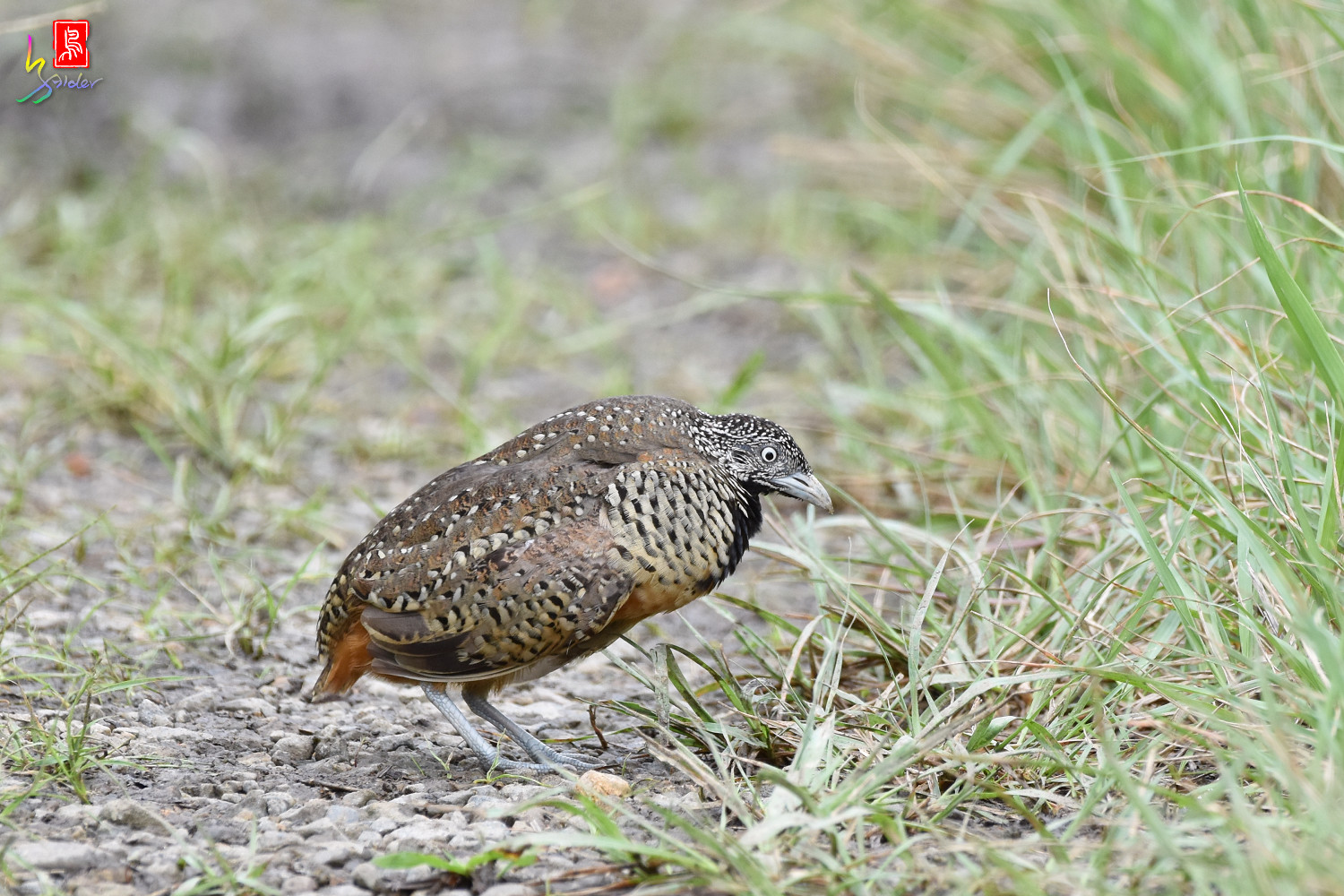 Barred_Buttonquail_4689