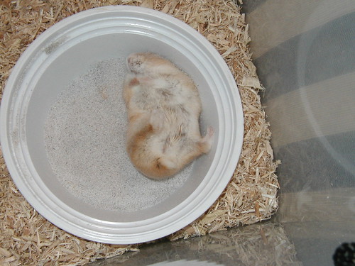 hamster ambrosia dwarfhamster russiandwarfhamster sandbath campbellsdwarfhamster argentehamster