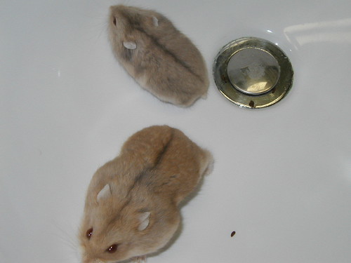 hamster hazelnut ambrosia dwarfhamster russiandwarfhamster campbellsdwarfhamster argentehamster