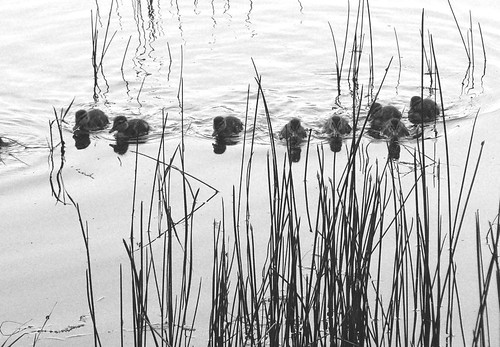 2005 california bw lake water animals spring view lakes ducks chicks letts leicalens