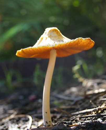 IMGP0229 - mushroom
