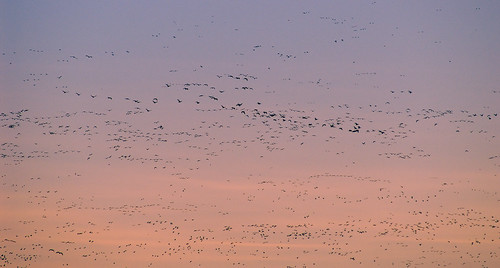birds nature minolta maxxum5d 75300mm cosumnes preserve sky konicaminolta konica dslr 5d maxxum color california animals dynax