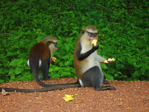 africa travel geotagged backpacking ghana westafrica monkeys geolat6931880 geolon0387268