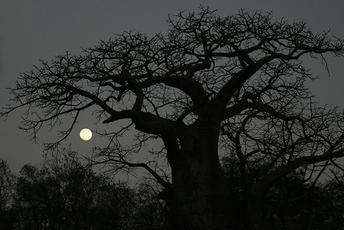 africa trees nature southafrica wildlife safari krugernationalpark baobab