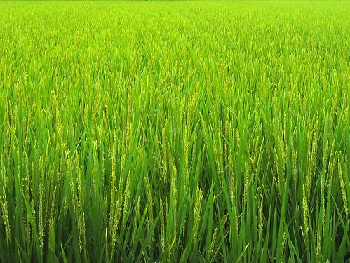 travel green field japan catchycolors geotagged rice 日本 nippon nara greenfield ricefield ricepaddy nihon horyuji gogreen honshū abigfave ricejapan onlyyourbestshots ysplix top20greenish geo:lat=34604318 geo:lon=135737607