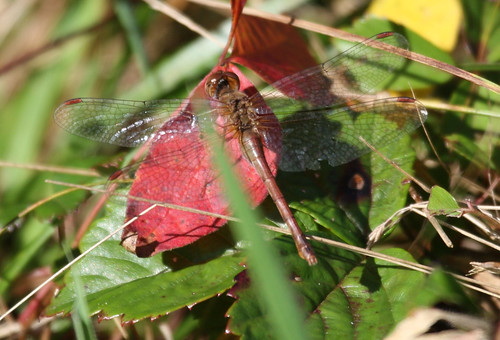 october dragonfly 2006 bugs nantucket thewoods sanfordfarm toper sympetrumsemicinctum halfbandedtoper