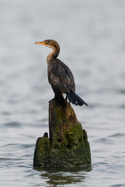 CHU_9477-2 (Perched long tailed cormorant in the Lagos Lagoon)