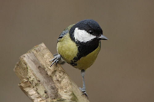 northamptonshire wild wildlife nature bird woodland greattit parusmajor barnwellcountrypark